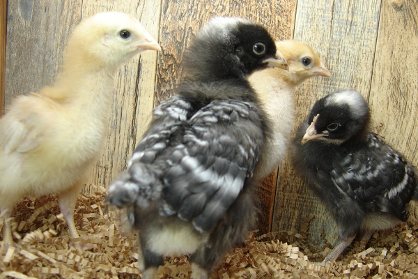 4 of 8 Pullet Chicks Week 2